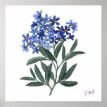 Bunch of Blue Blossoms posters