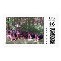 Bunch of Dogs postage