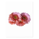 Bunch of Pink Shasta Daisies Post Cards