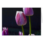 Bunch of pink tulips cards