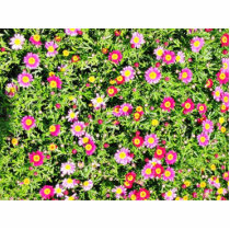 Bunch Of Tiny Daisies photo sculptures