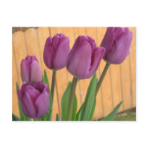 Bunch of Tulips Postcard
