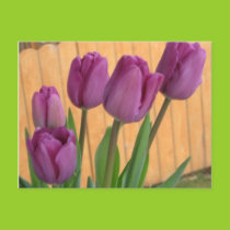 Bunch of Tulips Postcard
