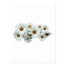 Bunch of White Daisies Postcard