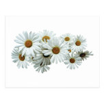 Bunch of White Daisies Postcards