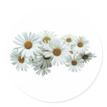 Bunch of White Daisies stickers