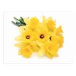 Bunch of Yellow Easter Daffodils - Postcard postcards