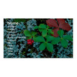 Bunchberry Business Cards