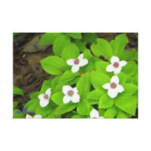 Bunchberry Canvas Print