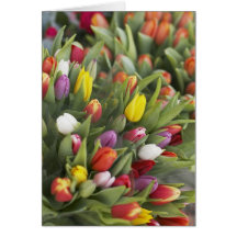 Bunches of colorful tulips card