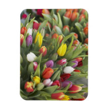 Bunches of colorful tulips flexible magnets