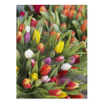 Bunches of colorful tulips post cards