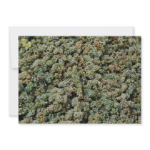 Bunches of green grapes, Austria Invitations