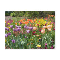 BUNCHES OF TULIPS postcards by kc0bvj BUNCHES OF TULIPS postcards