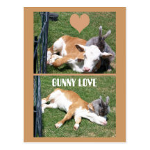 BUNNIE LOVES CALF POST CARD