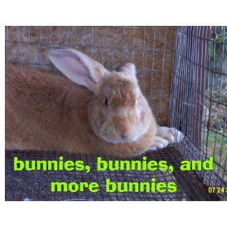 bunnies, bunnies, and more bunnies calendar