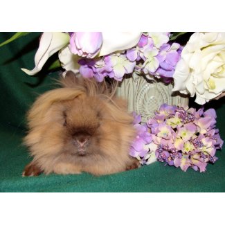 Bunny and Blooms 03 card