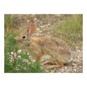 Bunny At Supper posters