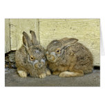 Bunny babies in the wild cards