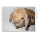 Bunny Bathtime cards by shilohspottydotty Bunny Bathtime cards