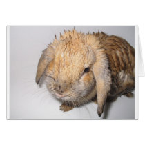 Bunny Bathtime cards