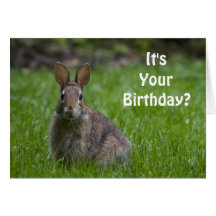 Bunny Birthday Card