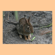 Bunny Brunch posters
