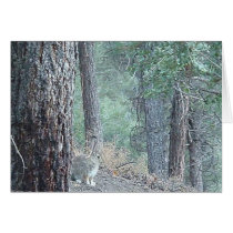 bunny cards by sumiko bunny cards