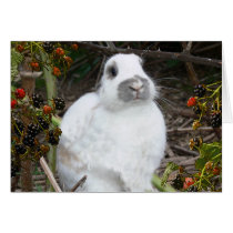 Bunny Card 6