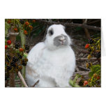 Bunny Card 6