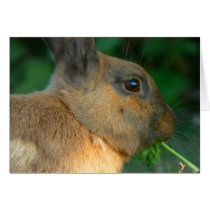 Bunny Card 7
