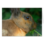Bunny Card 7