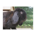 BUNNY CARDS postcards
