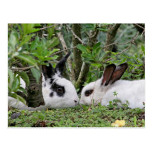 Bunny Couple Postcard