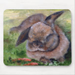 Bunny Dreams Bunny Dreams