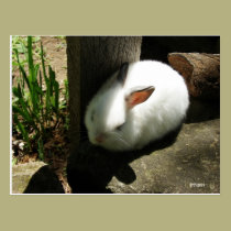 Bunny Dreams postcards postcards