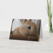 Bunny Easter Card card
