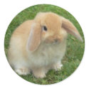 BUNNY FACE stickers