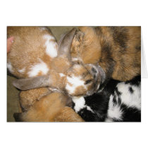 Bunny Huddle cards