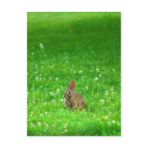 Bunny In Clover postcards