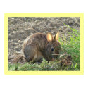 Bunny in Grass posters by Quequay Bunny in Grass posters