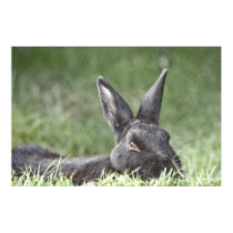 Bunny In The Grass fine art print