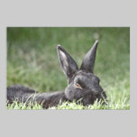 Bunny In The Grass fine art print