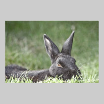 Bunny In The Grass fine art print posters