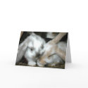 Bunny Love Anniversary cards by janula Bunny Love Anniversary cards