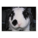 Bunny Love cards by shilohspottydotty Bunny Love cards
