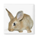 Bunny magnet by deemac1 Bunny magnet