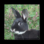 Bunny magnet