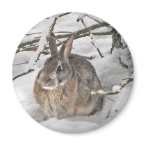 Bunny Magnet