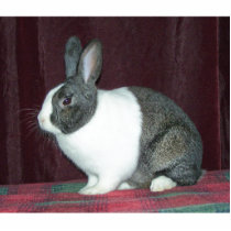 Bunny Magnet photo sculptures by Renn_Fare Bunny Magnet photo sculptures